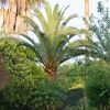 Pheonix canariensis - suitable for mid to larger gardens