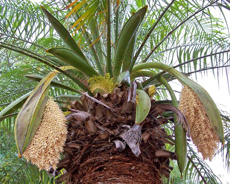 Phoenix roebelenii - new inflorescenses of Pygmy Palm photo Mmcknight4
