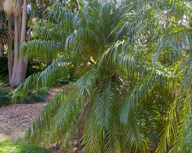 Phoenix roebelenii - Pygmy or Dwarf Date Palm
