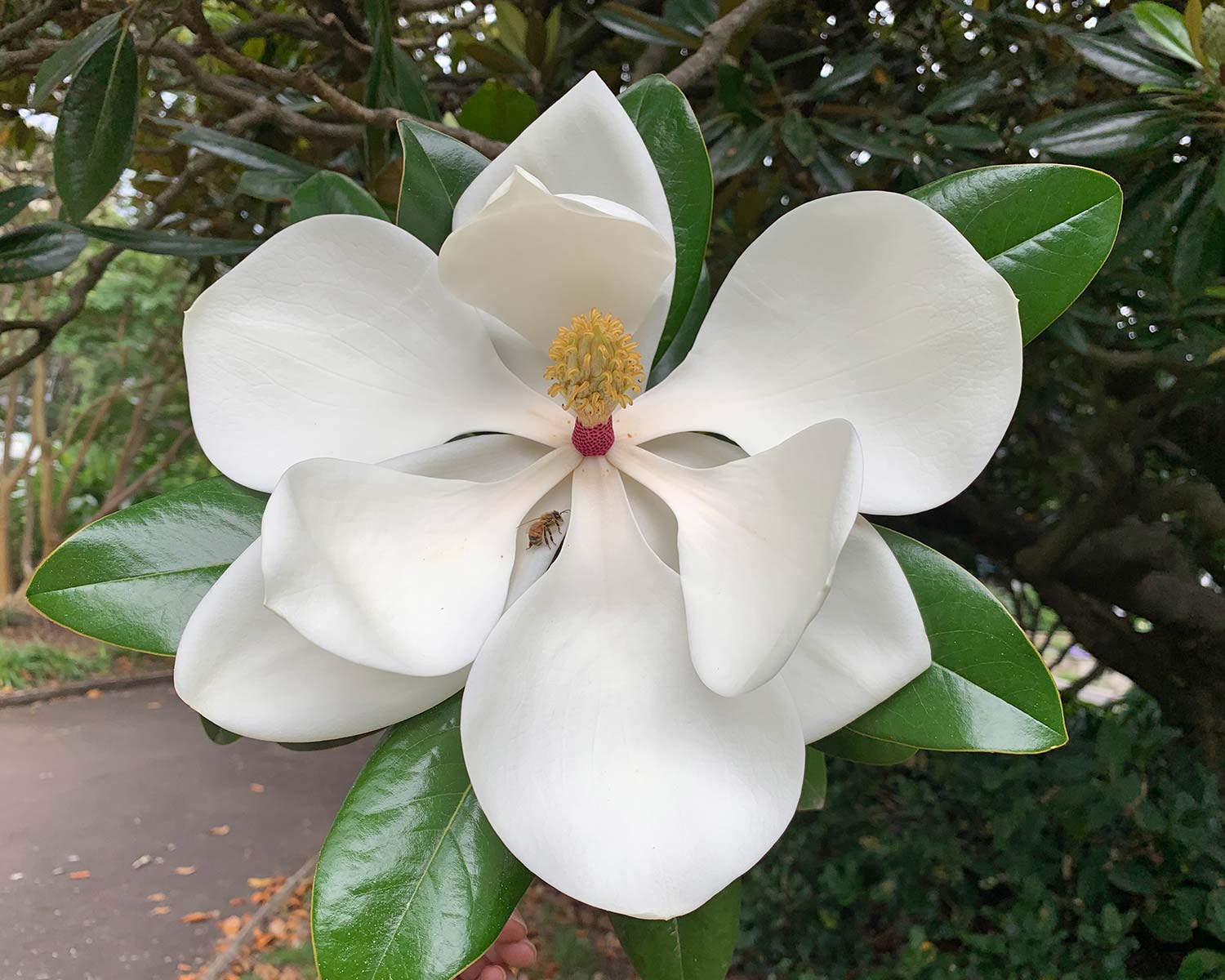 Magnolia grandiflora - huge saucer shaped cream flowers