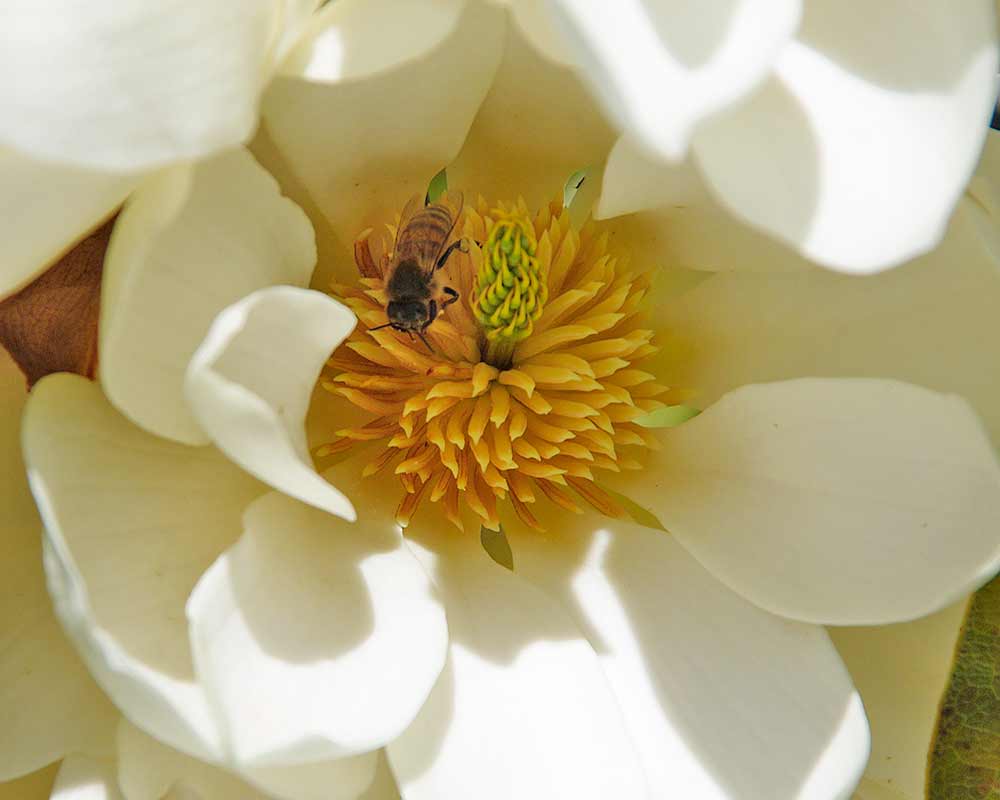 Magnolia grandiflora, very attractive to bees