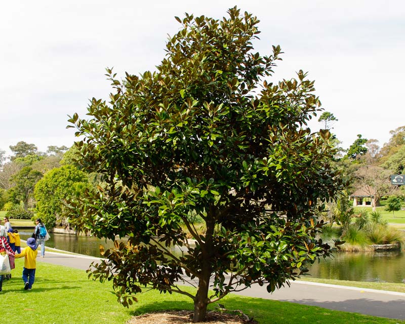 Magnolia grandiflora - this is Exmouth as seen in Sydney Botanic Gardens in the Domain