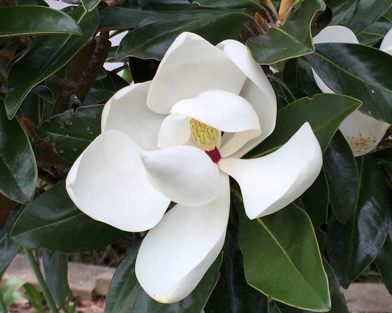 Bull Bay Magnolia - Large cup shaped white flowers
