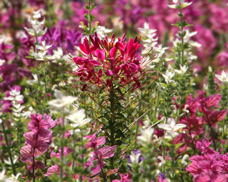 Cleome hassleriana in a wild flower meadow setting