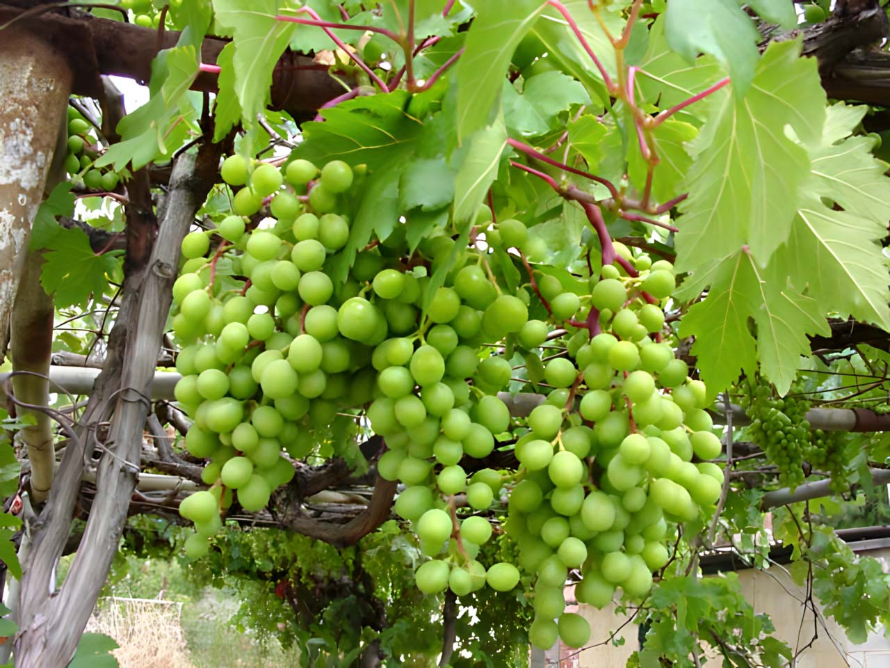 Vitis - Grape Vines