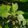 Lagunaria patersonia foliage