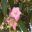 Lagunaria patersonia - Norfolk Island Hibiscus