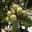 Lagunaria patersonia fruit