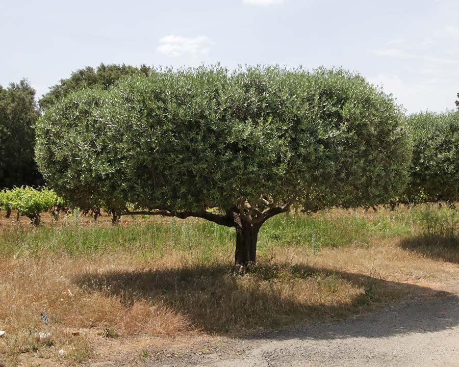 Olea europaea as seen in Provence, France