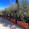 Olea europaea, Old Olive trees in large planters for sale.