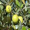 Olea europaea fruit - Olives