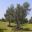 Olea europaea - full grown tree many decades old