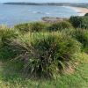 Lomandra longifolia - front line salt tolerant, growing on Long Reef Headland Sydney