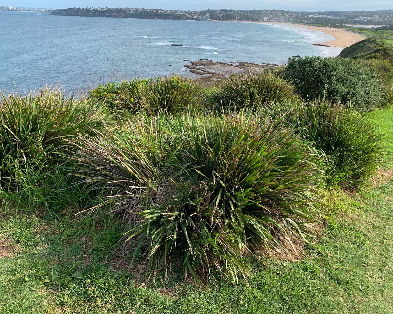 Lomandra longifolia - front line salt tolerant, growing on Long Reef Headland Sydney