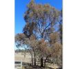 Eucalyptus nicholii- photo Geoff Derrin