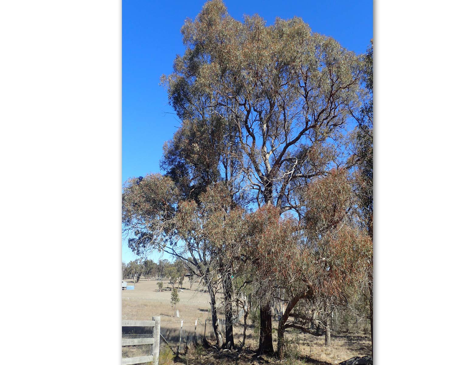 Eucalyptus nicholii- photo Geoff Derrin