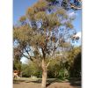 Eucalyptus nicholii - photo HelloMojo