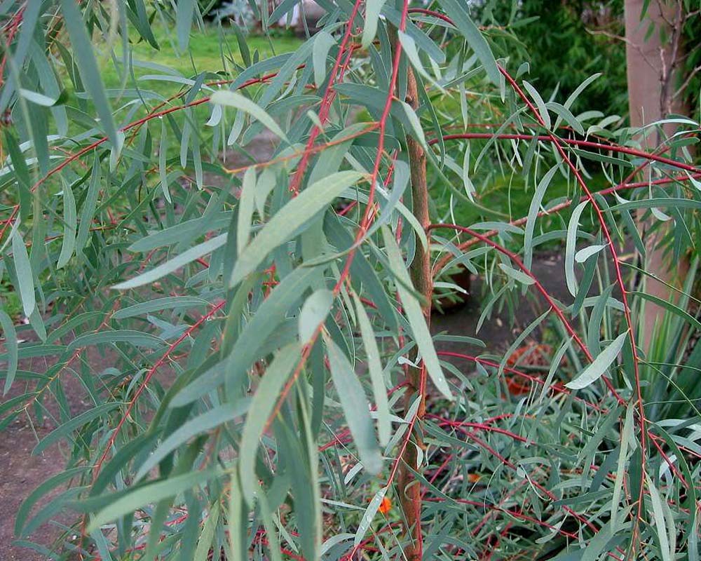 Eucalyptus nicholii