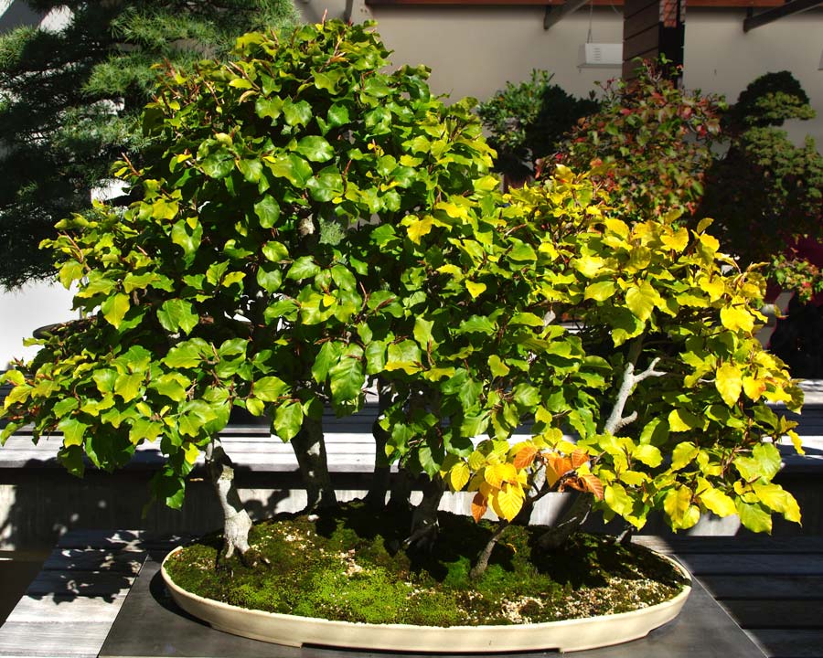 Bonsai forest (Penjing) of Fagus sylvatica - part of the Bonsai Collection at the National Arboretum in Canberra