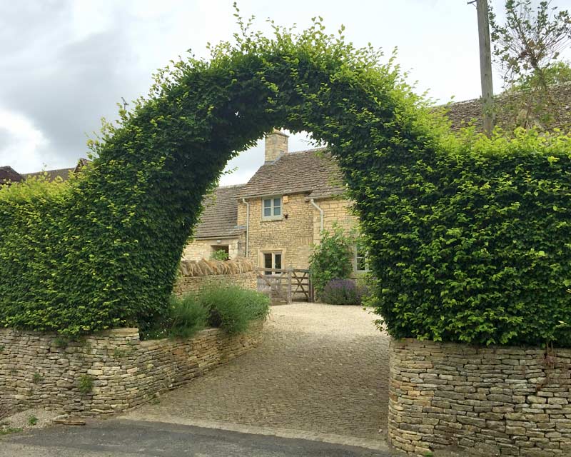Fagus sylvatica Archway as seen in the Cotswolds, UK