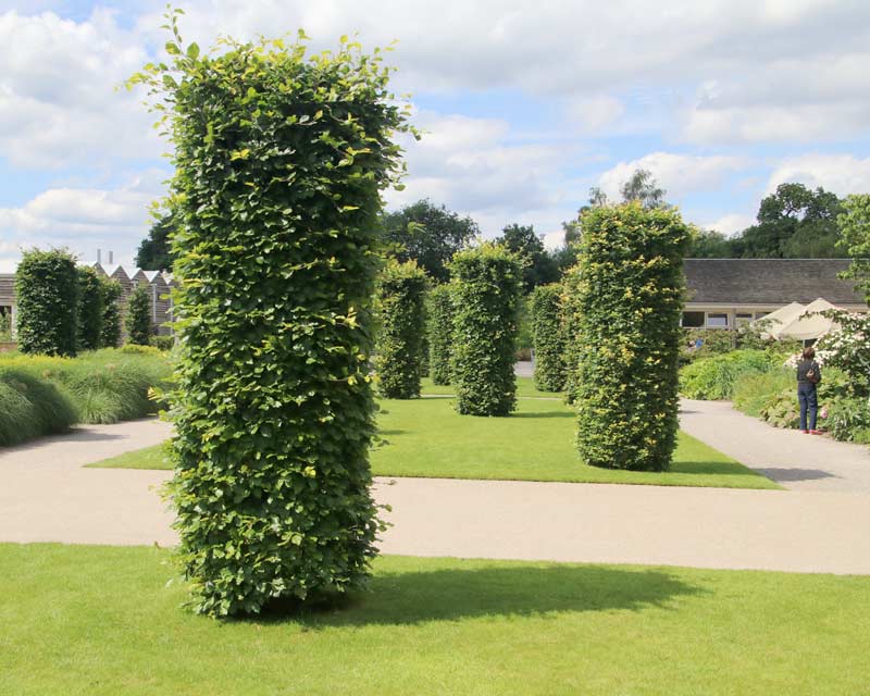 Fagus sylvatica columns as seen at RHS Wisely, Surrey, UK