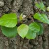 Fagus sylvatica bark and foliage