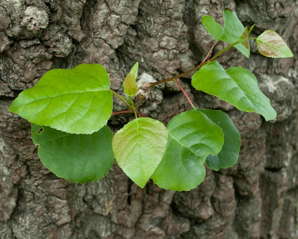 Fagus sylvatica bark and foliage