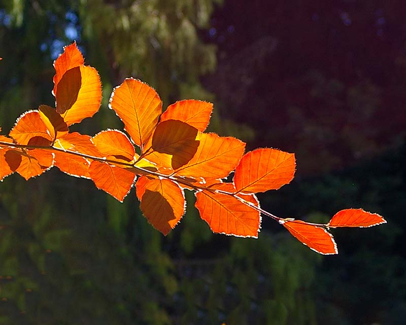 Fagus sylvatica Riversii - a variation on the common Beech tree, so beautiful in autumn