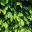 Beech hedge, Fagus sylvatica