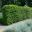 Beech hedge, Fagus sylvatica