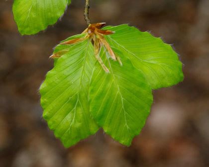 Fagus sylvatica leaf, common beech