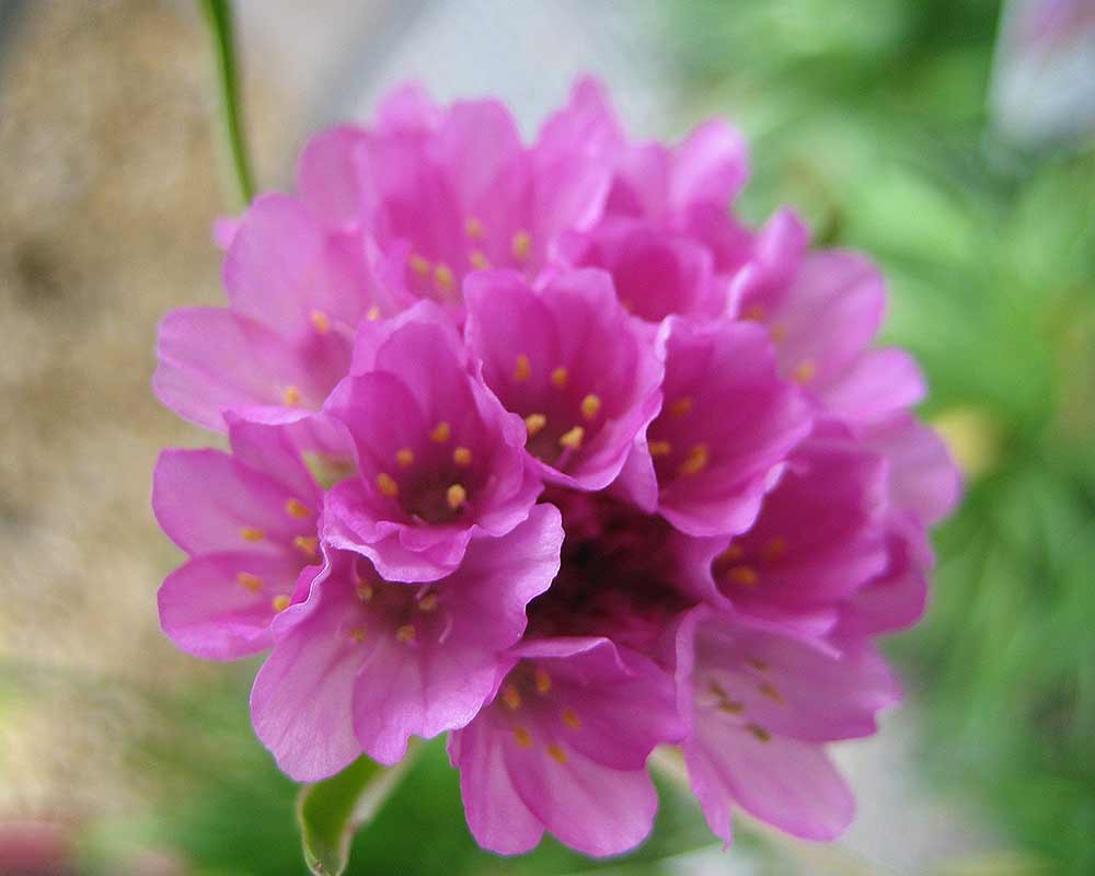Armeria maritima - this one is called Bees lilac