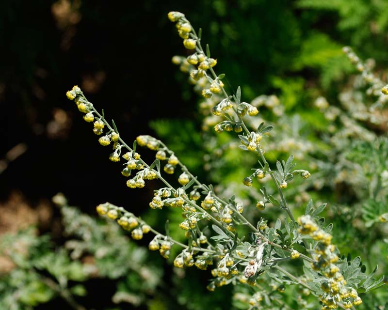 Artemisia absinthium has racemes of small yellow flowers