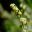 The small yellow flowers of Artemisia absinthium