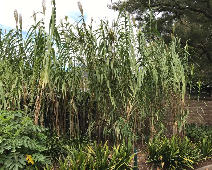 Arundo donax - Giant Reed