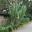 Arundo donax - Giant Reed