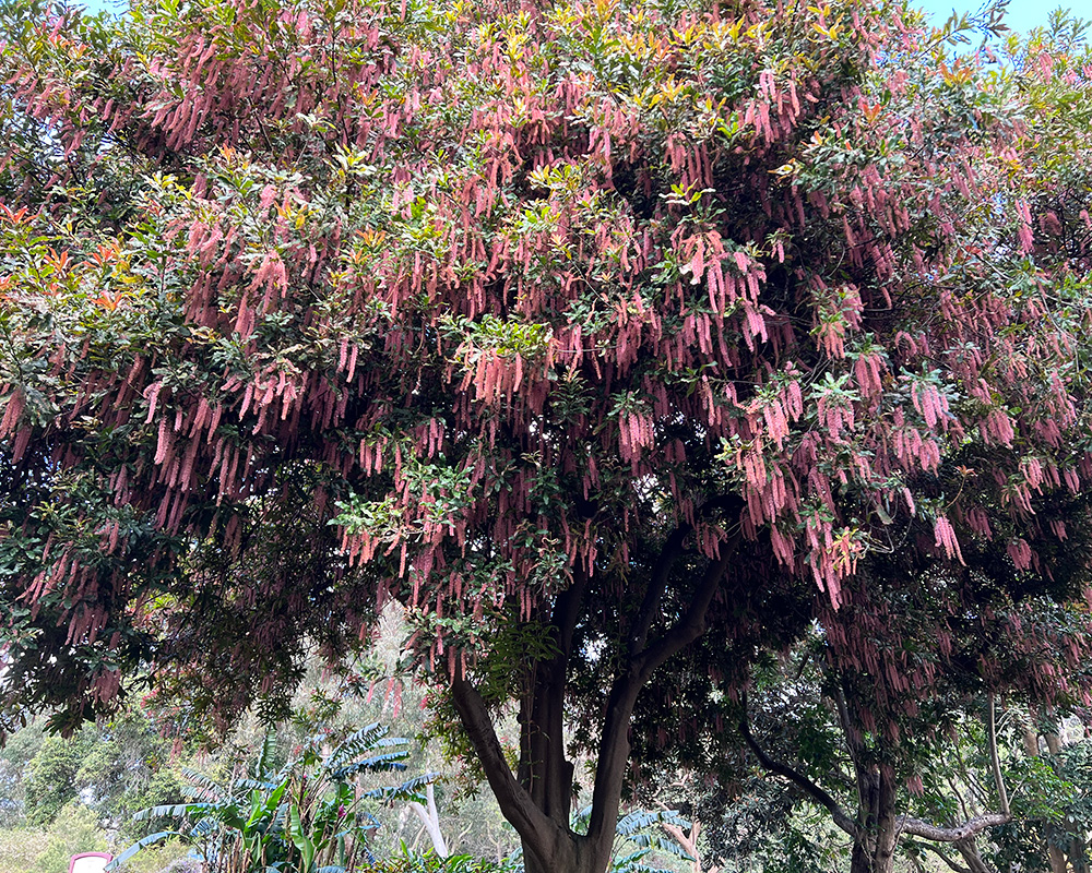 Macadamia tetraphylla - In spring long tassels of pink flowers