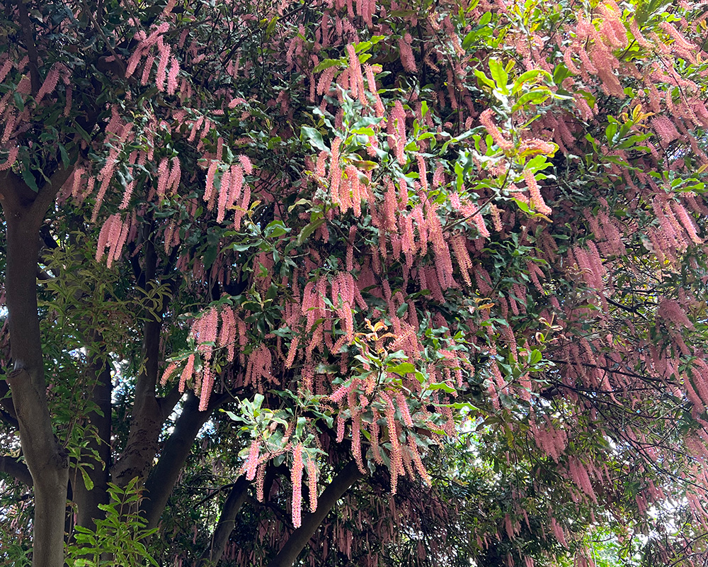 Macadamia tetraphylla - In spring long tassels of pink flowers