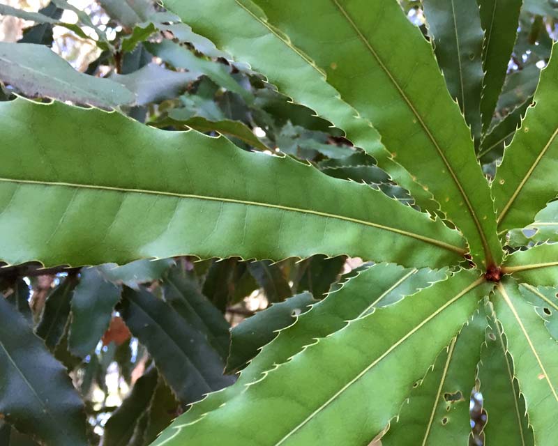 Macadamia tetraphylla, long gloss leaves with serrated margin