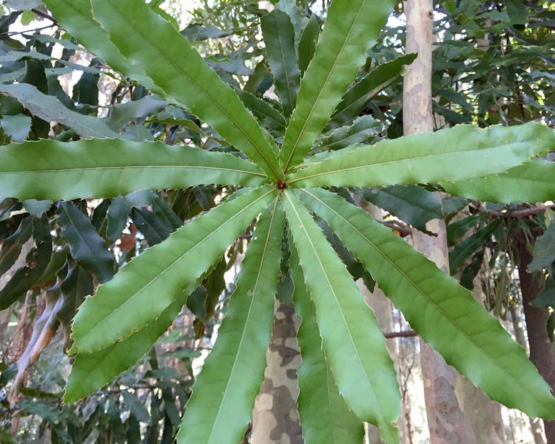 Macadamia tetraphylla Rough Shelled Macadamia Nut  Serrated leaves in whorls