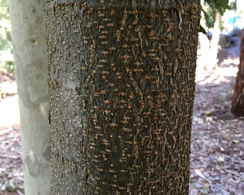 The bark of Macadamia tetraphylla