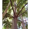 Macadamia tetraphylla grow tall and thin in dense rainforest conditions
