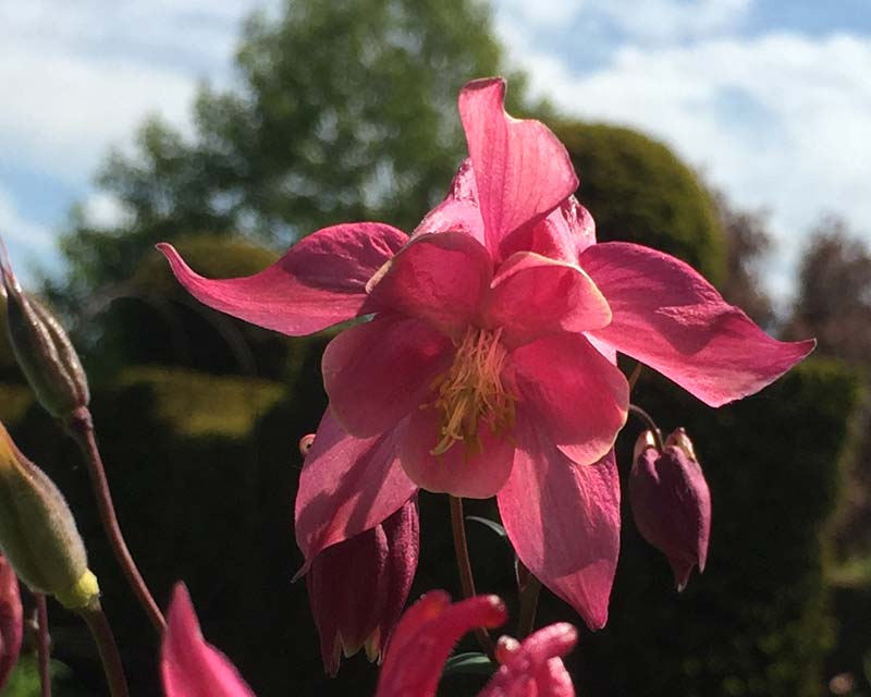 Aquilegia vulgaris, pretty in pink