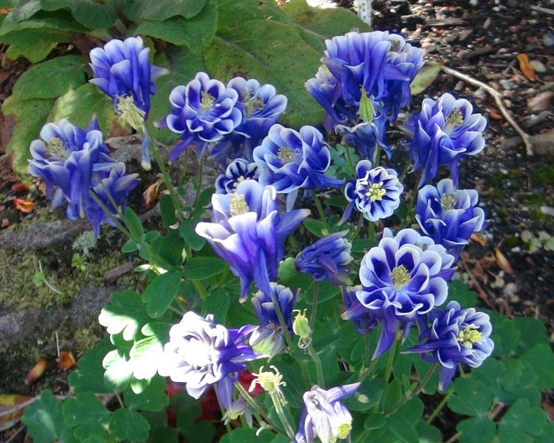 Aquilegia hybrid blue