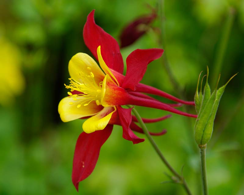 Aquilegia vulgaris - hybrids now available in so many colours