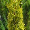 Cupressus sempervirens Swanes Golden commonly known as Swane's Golden Italian Cypress