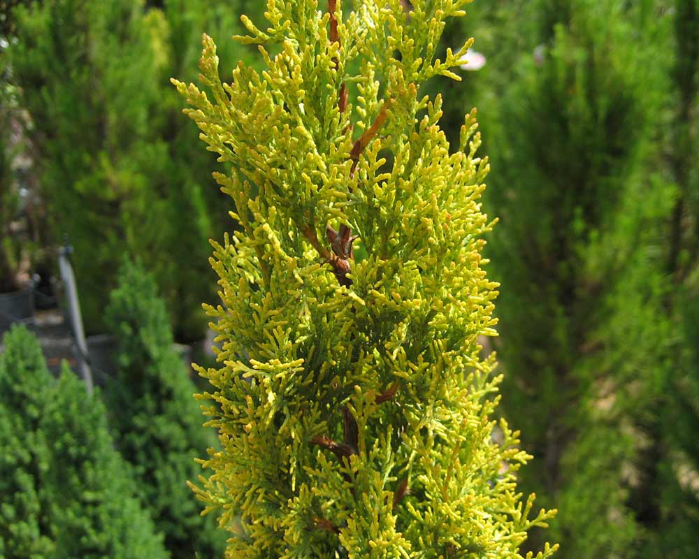 Cupressus sempervirens Swanes Golden commonly known as Swane's Golden Italian Cypress
