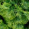 Cupressus sempervirens Swanes Gold - colour can vary