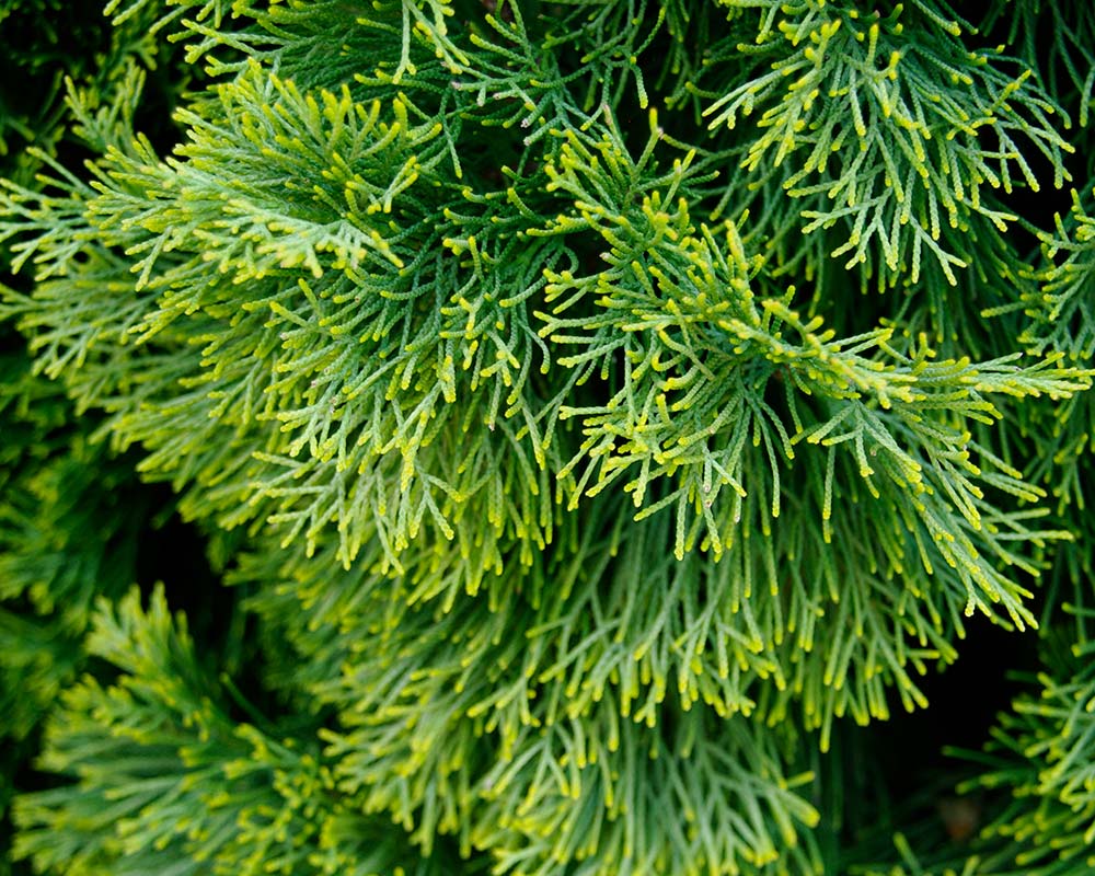 Cupressus sempervirens Swanes Gold - colour can vary