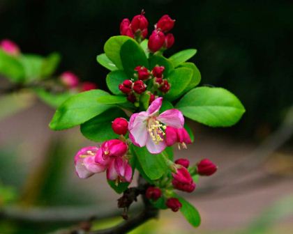 Malus x floribunda - Japanese Flowering Crab apple